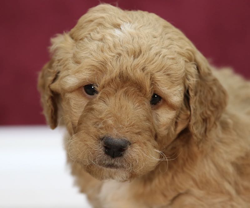 Jackson - Mini Goldendoodle Puppy