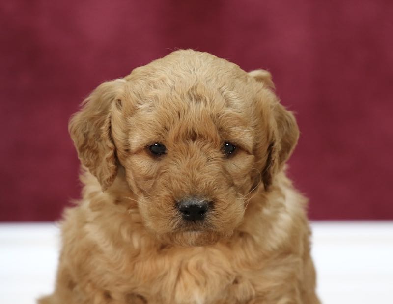 Jamie - Mini Goldendoodle Puppy