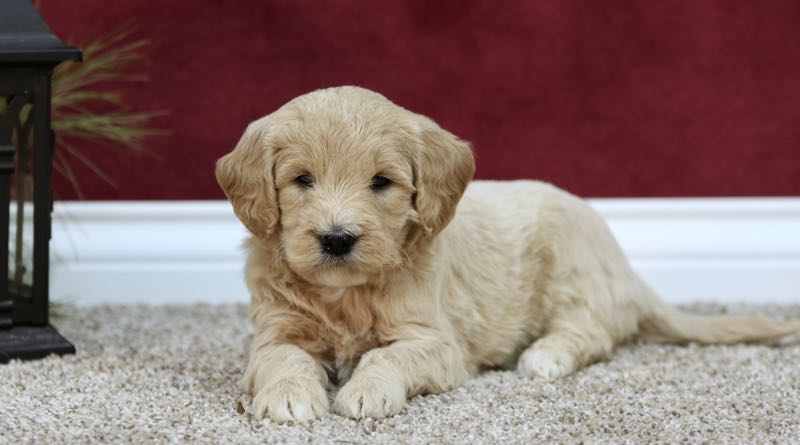 Jewel - Mini Goldendoodle Puppy