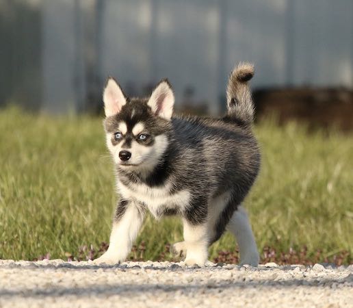 Parker - Pomsky Puppy
