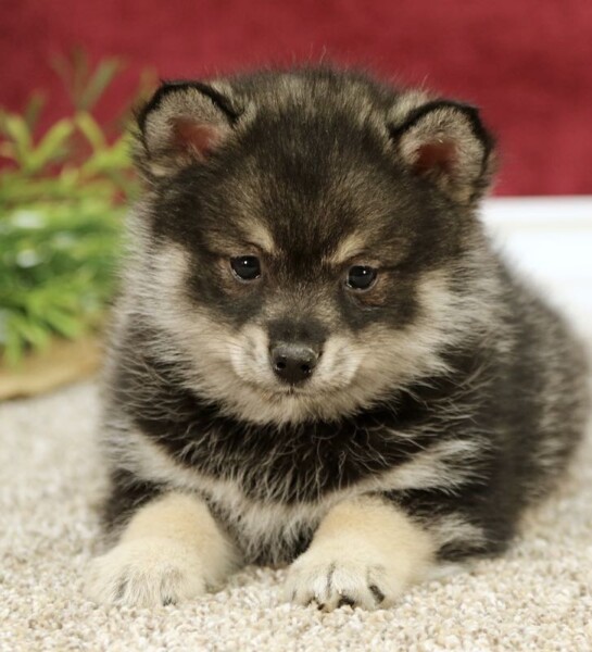 Trevor - Pomsky Puppy