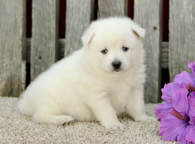 Victor - Pomsky Puppy