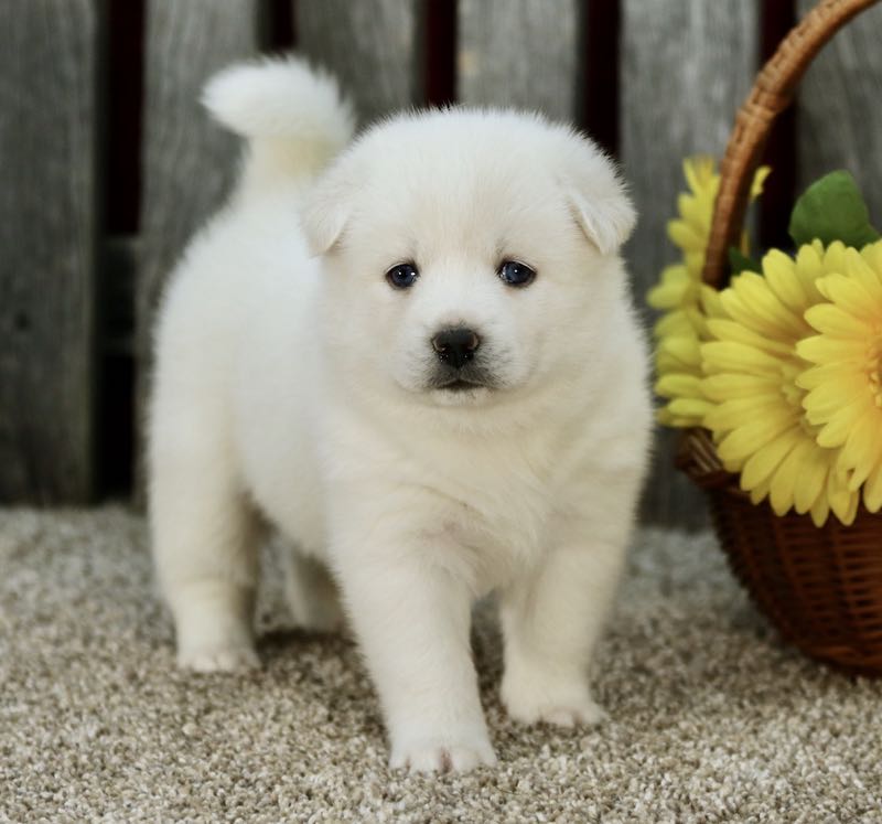 Violet - Pomsky Puppy